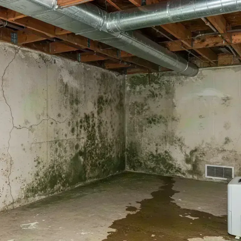 Professional Mold Removal in Saint James, MO